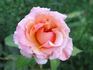 Caramel Sunset rose photo