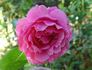 Pink Favourite rose photo