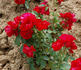 Red Mirato rose photo