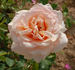 Chateau la Croix rose photo