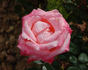 Diane de Poitiers rose photo