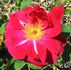 Assiniboine rose photo