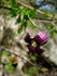 C. pitcheri clematis photo