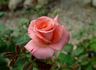 Catherine Marie rose photo