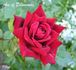 Ace of Diamonds rose photo
