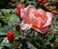 Davidoff ® rose photo