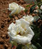 Grand Finale rose photo