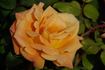 Bob Greaves rose photo