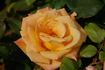 Bob Greaves rose photo