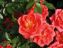 Coral Reef rose photo