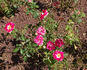 Adrien Mercier rose photo