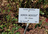 Adrien Mercier rose photo