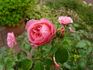 Allerhop rose photo