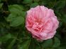 Allerhop rose photo