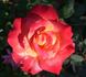 Acapulco rose photo