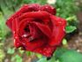 Memphis King ™ rose photo
