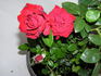 Barcarolle rose photo