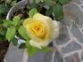 Goldstar rose photo