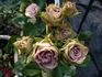 Old Dutch® rose photo