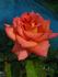 Fancy Amazone rose photo