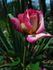 Rina Herholdt rose photo