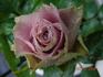 Old Dutch® rose photo