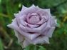 Pacific Blue rose photo