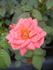 GOBXJO rose photo
