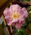 Angel Darling rose photo
