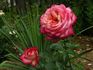 Rina Herholdt rose photo
