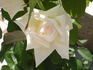 Poker ® rose photo