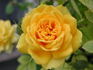 Golden Horizon ™ rose photo