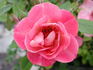Halo Glory rose photo