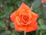 Orange Parfait ™ rose photo