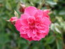 Little Pinkie rose photo
