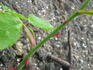 Red Dawn rose photo