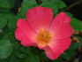 Radway Sunrise rose photo