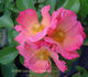 Radway Sunrise rose photo