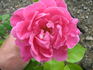 Red Dawn rose photo