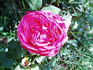 Hi Neighbor rose photo