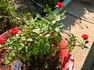 Red Minimo ™ rose photo