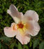 Dancing Butterflies rose photo
