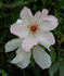 Dancing Butterflies rose photo