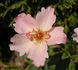 Dancing Butterflies rose photo