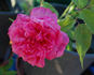 Comtesse Emmeline de Guigné rose photo