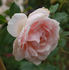 Clair de Lune rose photo