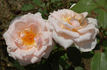 Clair de Lune rose photo