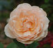 Clair de Lune rose photo