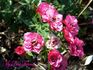 My Best Friend rose photo