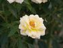 Buttermint ™ rose photo